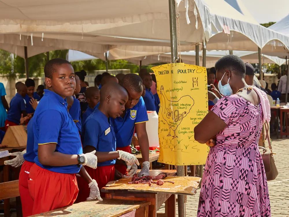 Pupils preparing a poultry project